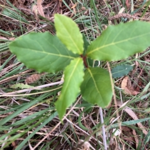 Laurus nobilis at Mount Majura - 16 Mar 2024