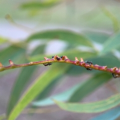 Unidentified Eucalyptus Gall at Parkes, ACT - 31 Mar 2024 by Hejor1