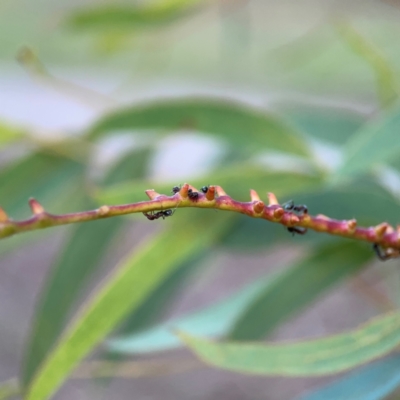 Unidentified Eucalyptus Gall at Mount Ainslie to Black Mountain - 31 Mar 2024 by Hejor1