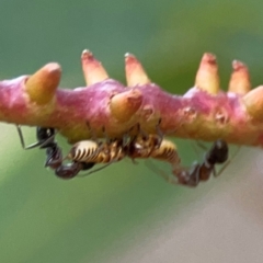 Eurymelinae (subfamily) (Unidentified eurymeline leafhopper) at Parkes, ACT - 31 Mar 2024 by Hejor1