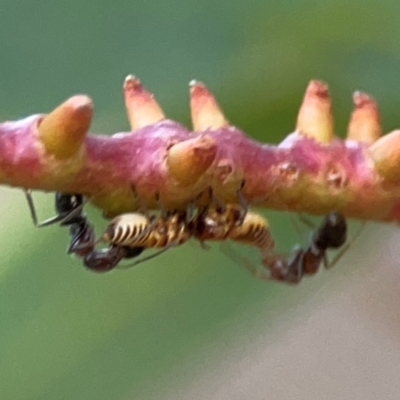 Eurymelinae (subfamily) (Unidentified eurymeline leafhopper) at Commonwealth & Kings Parks - 31 Mar 2024 by Hejor1