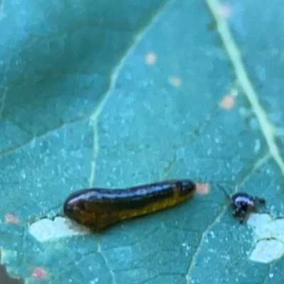 Caliroa cerasi (Cherry Slug Sawfly, Pear and Cherry Slug, Pear and Cherry Sawfly) at Commonwealth & Kings Parks - 31 Mar 2024 by Hejor1