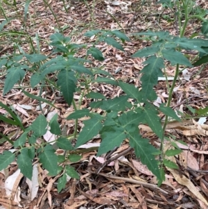 Solanum lycopersicum at Mount Majura - 16 Mar 2024 06:36 PM