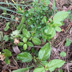 Viburnum tinus at Mount Majura - 17 Mar 2024