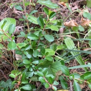 Pyracantha sp. at Mount Majura - 17 Mar 2024 11:29 AM