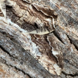 Scioglyptis lyciaria at Mount Ainslie to Black Mountain - 31 Mar 2024 06:36 PM