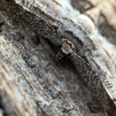 Scioglyptis lyciaria at Mount Ainslie to Black Mountain - 31 Mar 2024 06:36 PM