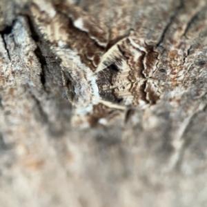 Scioglyptis lyciaria at Mount Ainslie to Black Mountain - 31 Mar 2024 06:36 PM