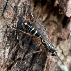 Xanthocryptus novozealandicus (Lemon tree borer parasite wasp) at Parkes, ACT - 31 Mar 2024 by Hejor1