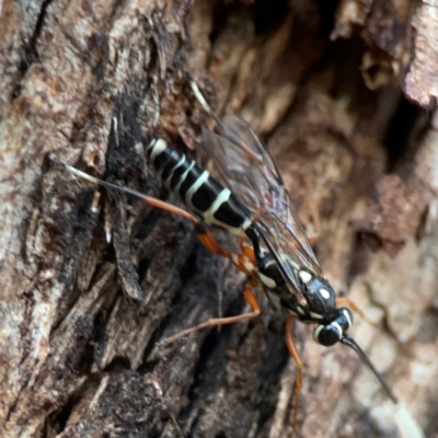 Xanthocryptus novozealandicus (Lemon tree borer parasite wasp) at Parkes, ACT - 31 Mar 2024 by Hejor1