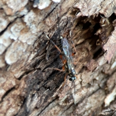 Xanthocryptus novozealandicus at Commonwealth & Kings Parks - 31 Mar 2024 06:37 PM