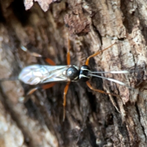 Xanthocryptus novozealandicus at Commonwealth & Kings Parks - 31 Mar 2024