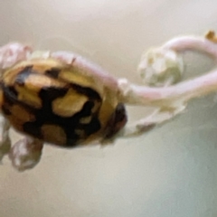 Peltoschema hamadryas (Hamadryas leaf beetle) at Parkes, ACT - 31 Mar 2024 by Hejor1