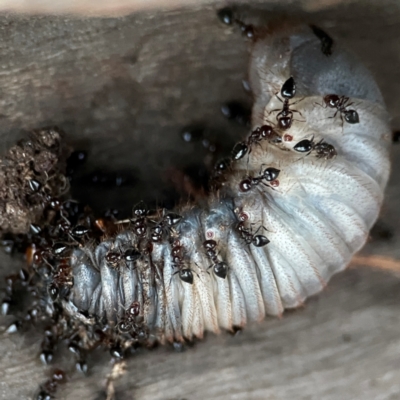 Colpochila sp. (genus) (Scarab or Chafer) at Mount Ainslie to Black Mountain - 31 Mar 2024 by Hejor1