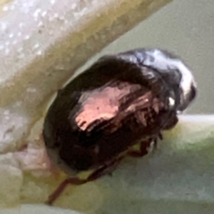 Ditropidus sp. (genus) at Mount Ainslie to Black Mountain - 31 Mar 2024 06:58 PM