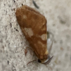 Anestia semiochrea (Marbled Footman) at Mount Ainslie to Black Mountain - 31 Mar 2024 by Hejor1