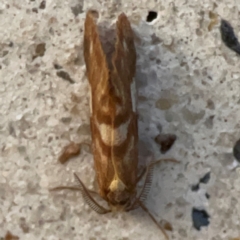 Anestia semiochrea at Mount Ainslie to Black Mountain - 31 Mar 2024 07:11 PM