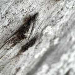 Psychidae (family) IMMATURE (Unidentified case moth or bagworm) at Mount Ainslie to Black Mountain - 31 Mar 2024 by Hejor1