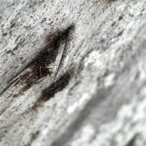 Psychidae (family) IMMATURE at Mount Ainslie to Black Mountain - 31 Mar 2024 06:06 PM