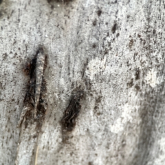 Psychidae (family) IMMATURE at Mount Ainslie to Black Mountain - 31 Mar 2024 06:06 PM