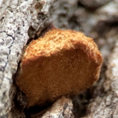 zz Polypore (shelf/hoof-like) at Commonwealth & Kings Parks - 31 Mar 2024 by Hejor1