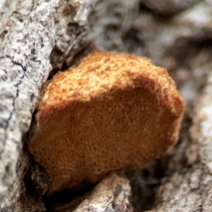 zz Polypore (shelf/hoof-like) at Mount Ainslie to Black Mountain - 31 Mar 2024