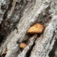 zz Polypore (shelf/hoof-like) at Mount Ainslie to Black Mountain - 31 Mar 2024 06:55 PM