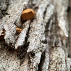 zz Polypore (shelf/hoof-like) at Mount Ainslie to Black Mountain - 31 Mar 2024 06:55 PM