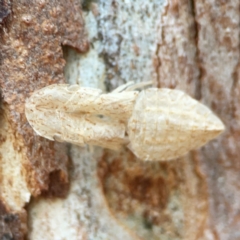 Ledromorpha planirostris (A leafhopper) at Parkes, ACT - 31 Mar 2024 by Hejor1