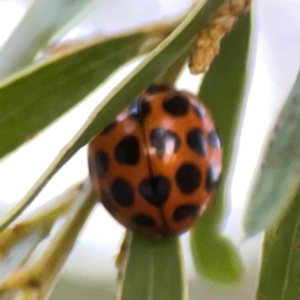 Harmonia conformis at Undefined Area - 31 Mar 2024 06:18 PM