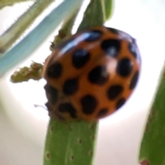 Harmonia conformis at Undefined Area - 31 Mar 2024 06:18 PM