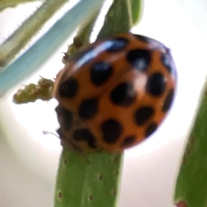 Harmonia conformis at Undefined Area - 31 Mar 2024 06:18 PM