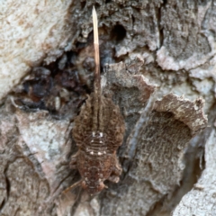 Fulgoroidea (superfamily) (Unidentified fulgoroid planthopper) at Mount Ainslie to Black Mountain - 31 Mar 2024 by Hejor1