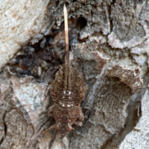 Fulgoroidea sp. (superfamily) at Mount Ainslie to Black Mountain - 31 Mar 2024