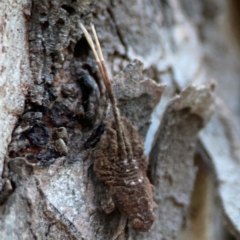 Fulgoroidea sp. (superfamily) at Mount Ainslie to Black Mountain - 31 Mar 2024