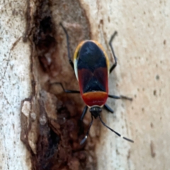 Dindymus versicolor (Harlequin Bug) at Mount Ainslie to Black Mountain - 31 Mar 2024 by Hejor1