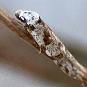 Oxythecta hieroglyphica at Mount Ainslie to Black Mountain - 31 Mar 2024 05:48 PM