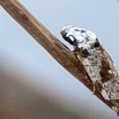 Oxythecta hieroglyphica at Mount Ainslie to Black Mountain - 31 Mar 2024 05:48 PM