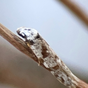 Oxythecta hieroglyphica at Mount Ainslie to Black Mountain - 31 Mar 2024