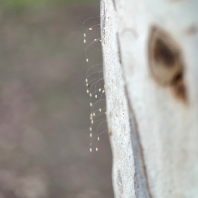 Neuroptera (order) (Unidentified lacewing) at Mount Ainslie to Black Mountain - 31 Mar 2024 by Hejor1