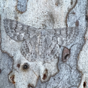 Crypsiphona ocultaria at Mount Ainslie to Black Mountain - 31 Mar 2024 05:44 PM