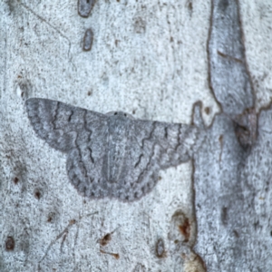 Crypsiphona ocultaria at Mount Ainslie to Black Mountain - 31 Mar 2024 05:44 PM