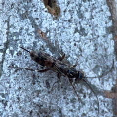 Eupelmidae (family) (Eupelmid wasp) at Commonwealth & Kings Parks - 31 Mar 2024 by Hejor1