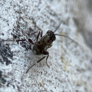 Eupelmidae (family) at Mount Ainslie to Black Mountain - 31 Mar 2024