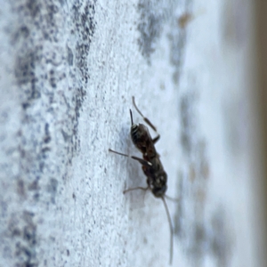 Eupelmidae (family) at Mount Ainslie to Black Mountain - 31 Mar 2024