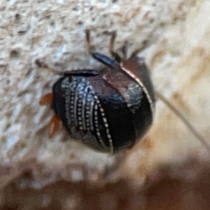 Ellipsidion australe at Mount Ainslie to Black Mountain - 31 Mar 2024