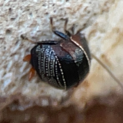 Ellipsidion australe (Austral Ellipsidion cockroach) at Parkes, ACT - 31 Mar 2024 by Hejor1