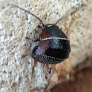 Ellipsidion australe at Mount Ainslie to Black Mountain - 31 Mar 2024