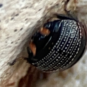 Ellipsidion australe at Mount Ainslie to Black Mountain - 31 Mar 2024