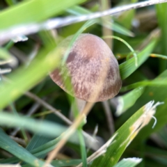 Unidentified Cap on a stem; gills below cap [mushrooms or mushroom-like] at Parkes, ACT - 31 Mar 2024 by Hejor1